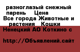 разноглазый снежный парень. › Цена ­ 10 000 - Все города Животные и растения » Кошки   . Ненецкий АО,Коткино с.